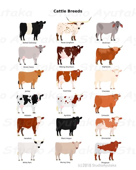 Various Breeds of Cows Chart, Svg, Png, Jpg - Etsy