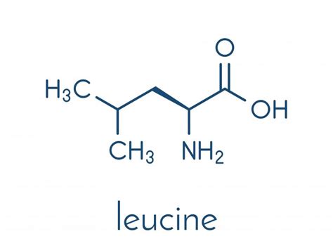 Leucine - compedium