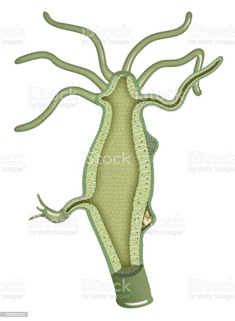 Hydra Anatomy Stock Illustration - Download Image Now - Anatomy ...