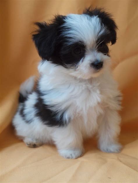 Papillon puppies for sale | Pets4Homes | Papillion puppies, Shitzu puppies, Papillon puppy