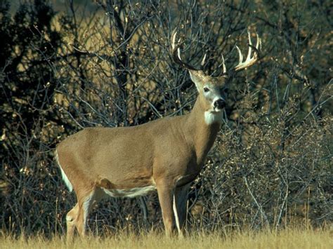 Top 5 Best Deer Hunting States (and a few tips to get ready) | ScopeShield