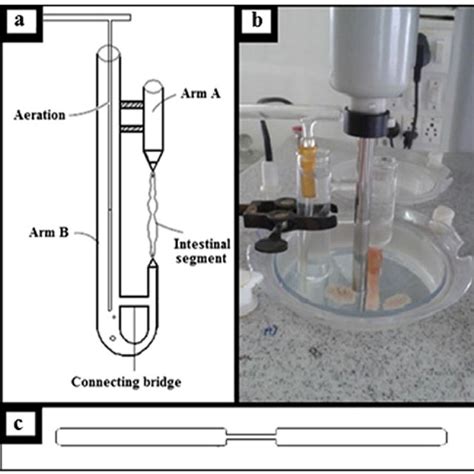 Everted gut sac apparatus a U-shaped apparatus, b Assembly, c Glass rod | Download Scientific ...