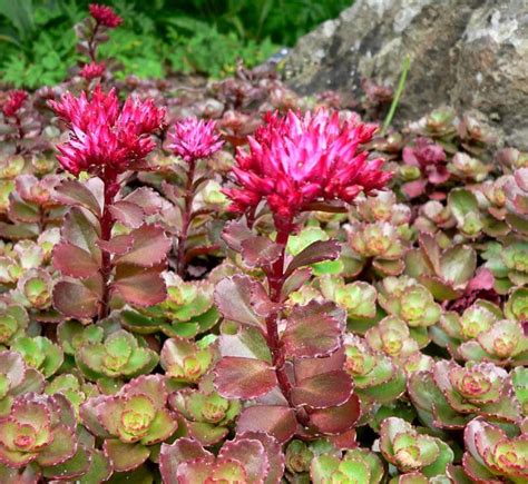 Sedum spurium 'Coccineum' - Riverside Garden Centre