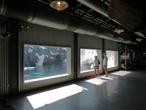 Wild Arctic - Beluga Whale Exhibit - ZooChat