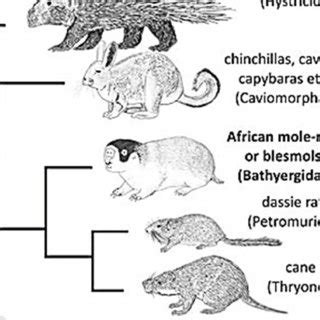 showing phylogenetic hierarchy of the hystricomorpha, the old-world... | Download Scientific Diagram