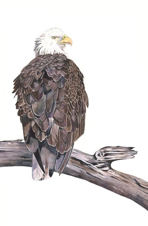 Bald Eagle painting Print of watercolor painting by LouiseDeMasi, $15. ...