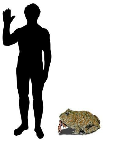 The largest known frog ever was the 16-inch-long (41 cm) Beelzebufo ampinga, weighing 10 pounds ...