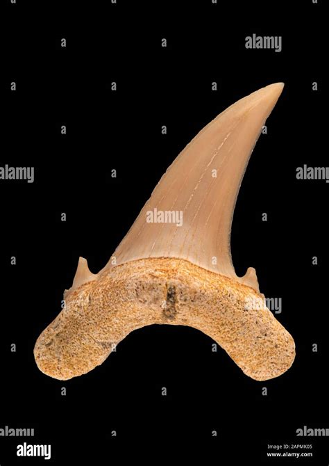 Fossil upper lateral (side) tooth of a sand tiger shark, Carcharias ...