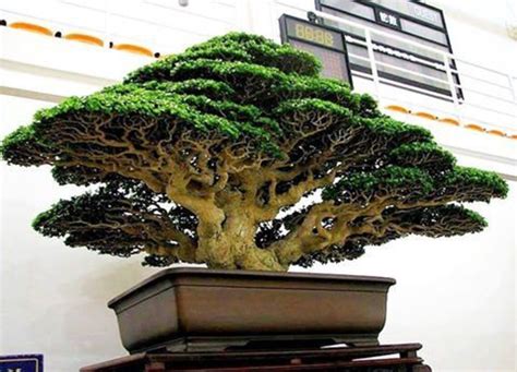 Dragon Blood Bonsai Tree Seeds to Grow 6 Seeds Dracaena - Etsy Australia