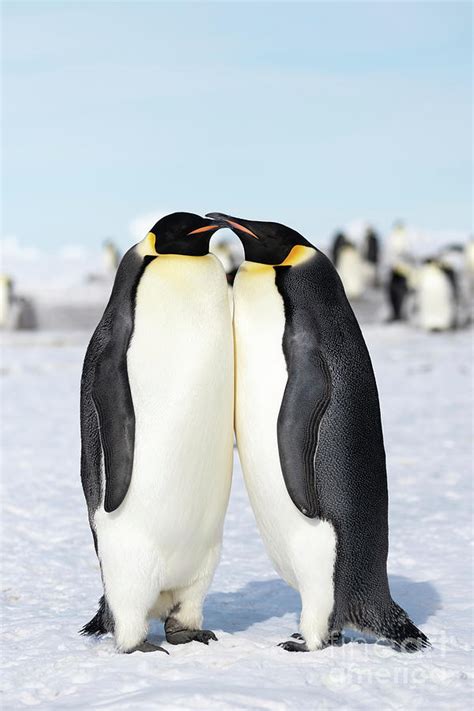 Emperor Penguin Breeding Pair Photograph by Dr P. Marazzi/science Photo Library - Fine Art America