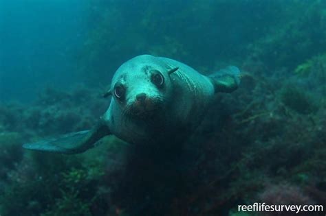 Arctocephalus pusillus - Australian Fur Seal | ReefLifeSurvey.com