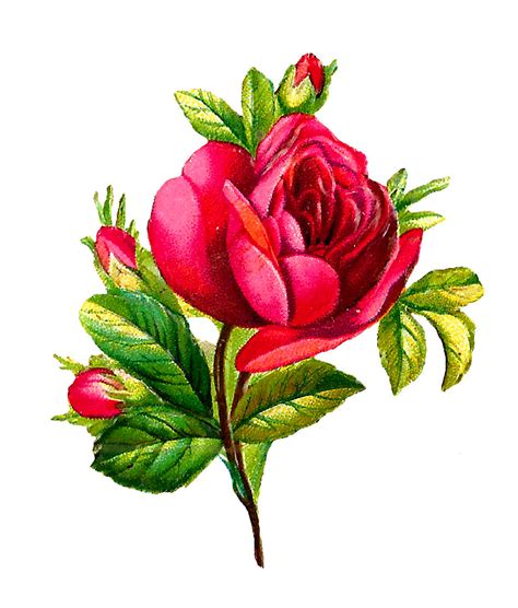 Antique Images: Digital Red Rose Clip Art Flower Download Botanical Artwork