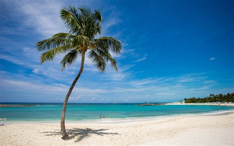 Tropical Island Beach Coconut Tree Free Wallpaper HD