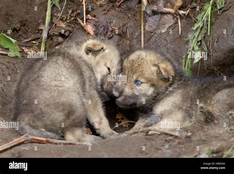 Eastern Timber Wolf Pups