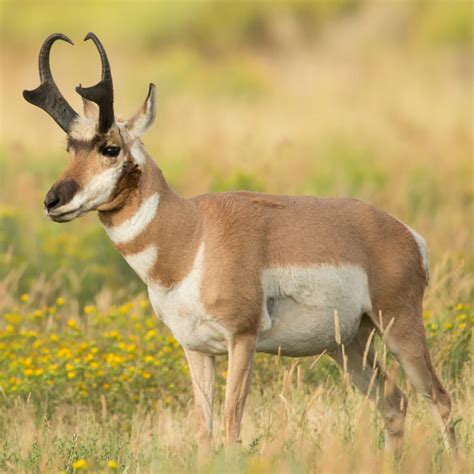 Pronghorn | Desert Animals