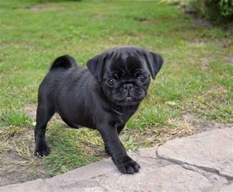 Pin on Black Pug Puppies