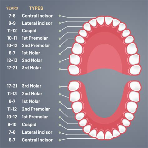 A Pediatric Dentist Explains The Journey of a Tooth | Azari & Zahedi