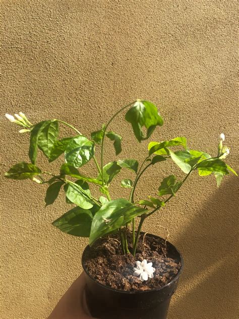 1 bengali beli flower plant jasmine sambac plant arabian | Etsy