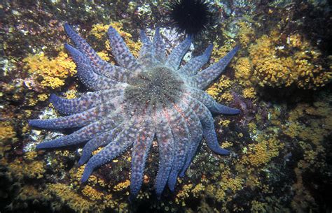 Sunflower Starfish Photograph by Greg Ochocki - Fine Art America