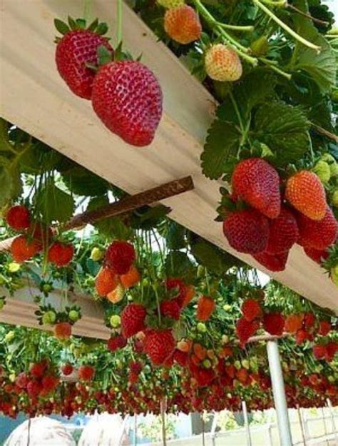 Hängende Erdbeeren | Growing strawberries in containers, Strawberries in containers, Growing ...