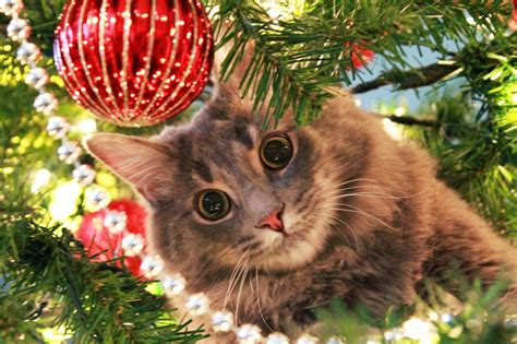 Under the Mistlepaw: 50 Funny Images of Cats in Christmas Trees | Bored ...