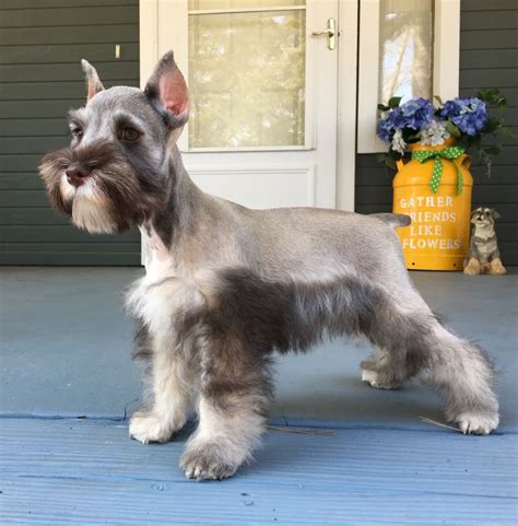 Our gorgeous Axel (three months old). | Schnauzer puppy, Miniature schnauzer puppies, Miniature ...