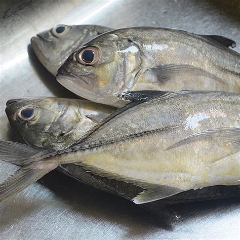 Bigeye Trevally | Ikan Nyok - Nyok – Sinar Bumi Mesra Sdn Bhd