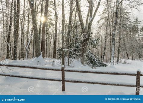 Snow-covered Forest in the Snowdrifts. Winter Landscape. USA. Maine Stock Photo - Image of frost ...