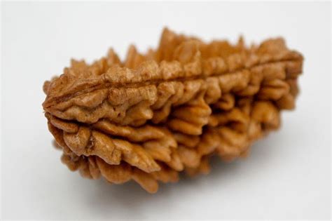 WORLD OF SPIRITUAL: 1 MUKHI RUDRAKSHA