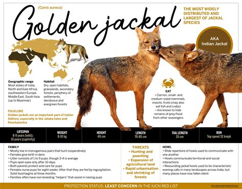 Golden Jackal: Facts, Diet, Habitat | Roundglass | Sustain