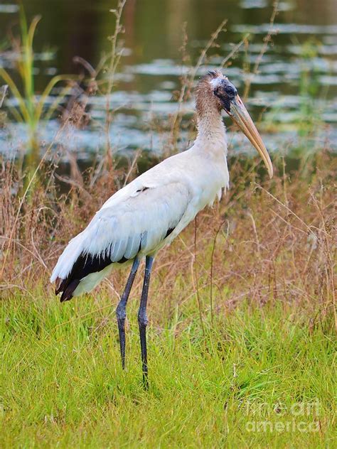 Stork Stand Photograph by Lynda Dawson-Youngclaus - Fine Art America