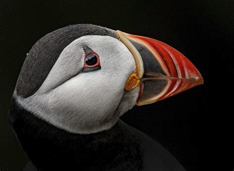 Some local wildlife from the Shetland Islands | GTPlanet