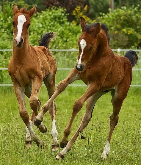 51 best images about Foals on Pinterest | Arabian horses, Whisk broom ...