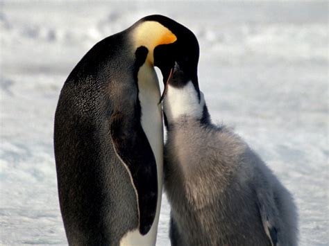 Penguin Feeding - BioExpedition