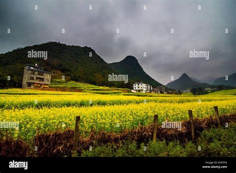 Canola field, rapeseed flower field with the mist in Luoping, China Stock Photo - Alamy