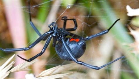 Venomous Spiders in Texas: Which Two Species to Look Out For