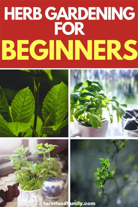 A Basic Herb Garden: Herb Gardening for Beginners - FarmFoodFamily