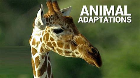 Animal Adaptations - YouTube