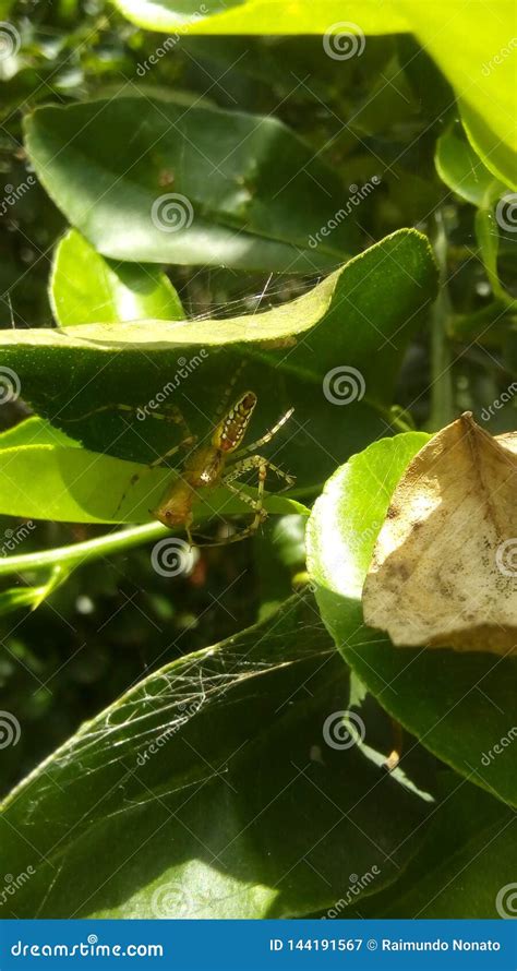 Spider in Its Natural Habitat Stock Image - Image of wild, natural: 144191567