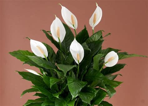 5 Ornamental plants to purify Indoor air - The Ayurveda