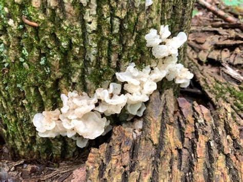 Witches' Butter: Species, Foraging, and Cooking This Odd Fungus - Mushroom Appreciation