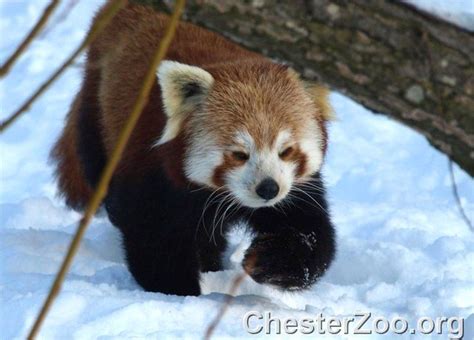 Red Panda in Snow | Red panda in the snow on the 06/01/10 Vi… | Flickr