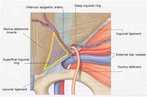 Inguinal