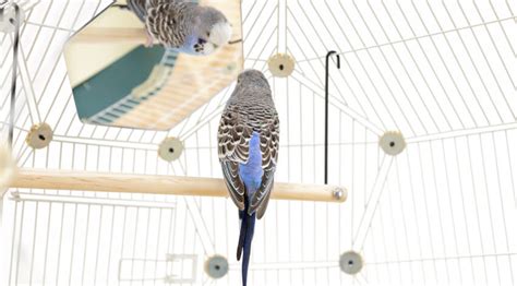 Budgie Mirrors | Toys for Budgies | Budgies | Guide | Omlet UK