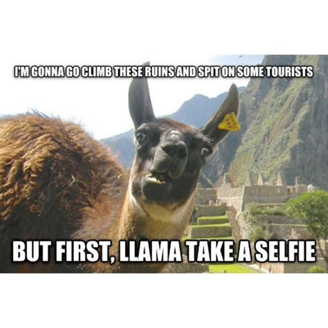 The Funniest Llama Memes: Llama Del Rey, Kendrick Llama, and More | Vogue