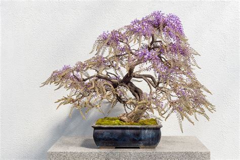 Wisteria Bonsai Tree: How To Grow and Care | Florgeous