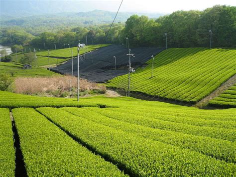 Tea Plantation in Minamiyamashiro, Kyoto, Japan | RateTea Images