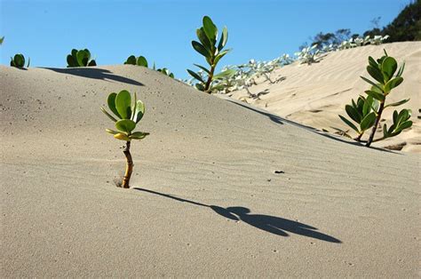 What is a Soil and What are Different Types of Soil? | Earth Eclipse