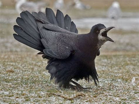 Rook (Corvus frugilegus) By Jan_Svetlik | Pet birds, Beautiful birds, Bob ross art