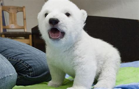 tiergarten.nuernberg.de: Stadt Nürnberg hat Namen festgelegt: Eisbär-Baby heißt jetzt offiziell ...